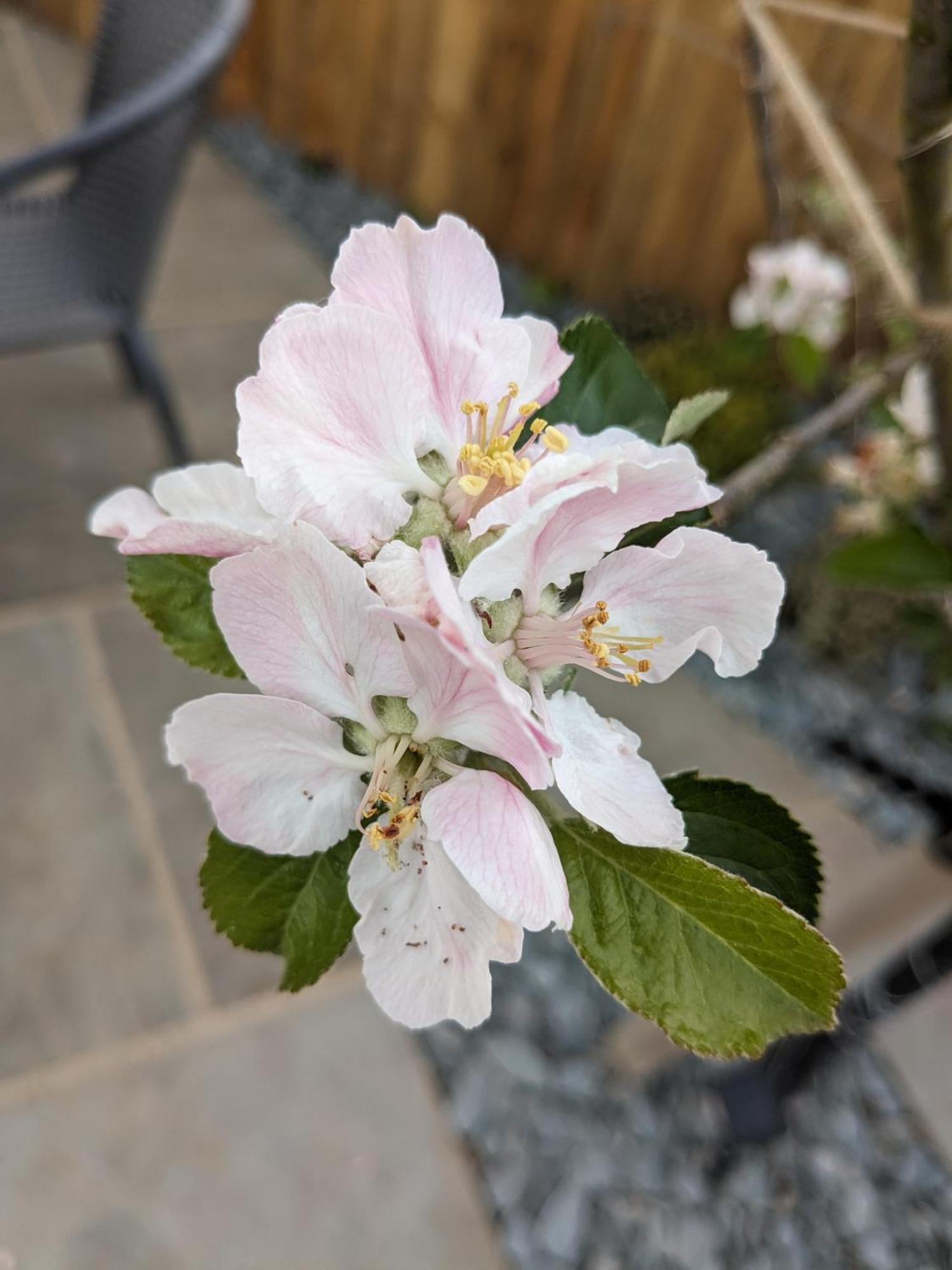 Rosegarth Bed And Breakfast Marton  Bagian luar foto